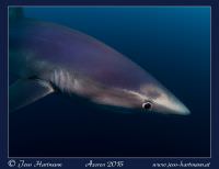 Blauhai bei einem Blue Dive